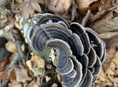 Tr&uacute;dnikovec pestr&yacute;