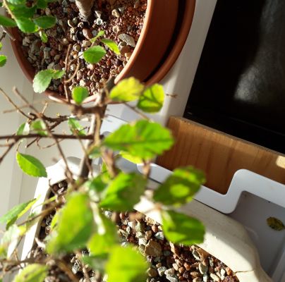 A - nejednoznačne určen&yacute;, nie sme si ist&iacute;