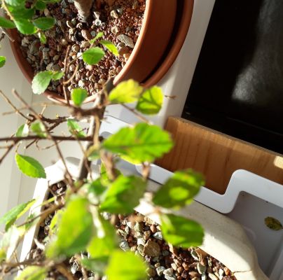 A - nejednoznačne určen&yacute;, nie sme si ist&iacute;