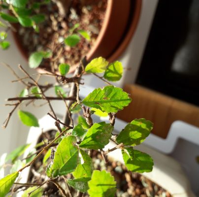 A - nejednoznačne určen&yacute;, nie sme si ist&iacute;