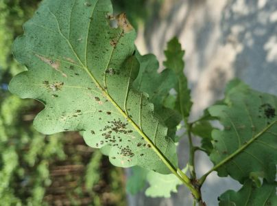 Sietnička dubov&aacute;