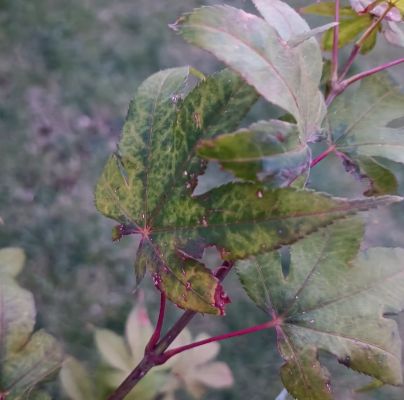 A - nejednoznačne určen&yacute;, nie sme si ist&iacute;