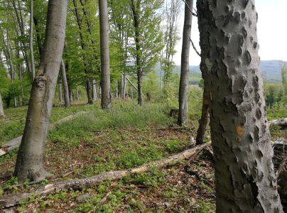 Lykožr&uacute;t bukov&yacute;