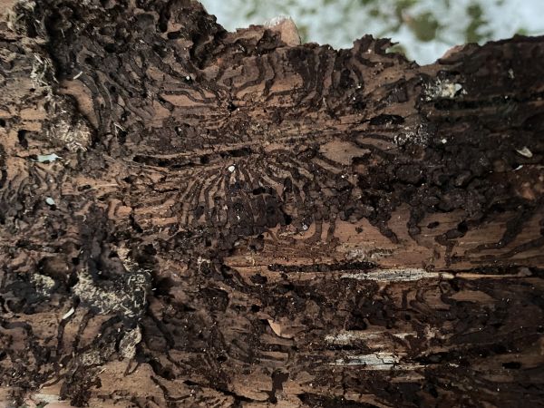 European spruce bark beetle