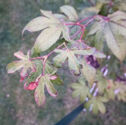 A - nejednoznačne určen&yacute;, nie sme si ist&iacute;