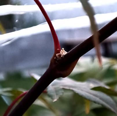 A - nejednoznačne určen&yacute;, nie sme si ist&iacute;