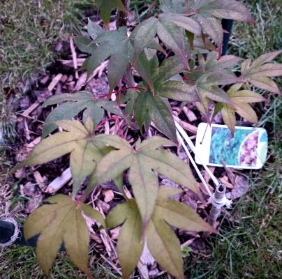 A - nejednoznačne určen&yacute;, nie sme si ist&iacute;