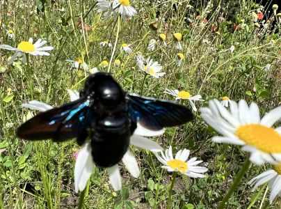 Drev&aacute;r fialov&yacute;