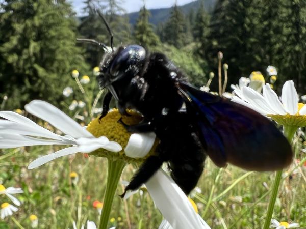 Violet carpenter bee