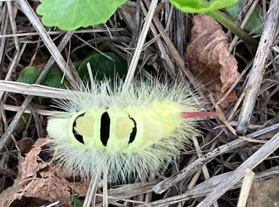 &Scaron;tetinavec orechov&yacute; 