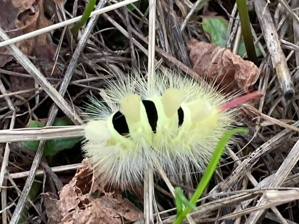 Pale tussock