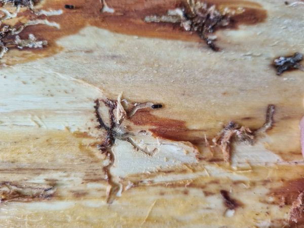 Fir bark beetle Pityokteines spinidens