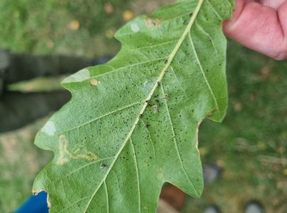 Sietnička dubov&aacute;