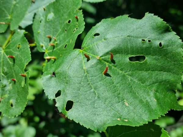 Gall mite Eriophyes tiliae