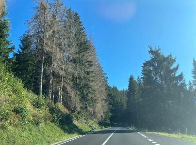 Lykožr&uacute;t smrekov&yacute;