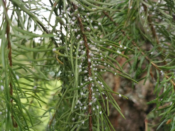 Douglas fir woolly aphid 
