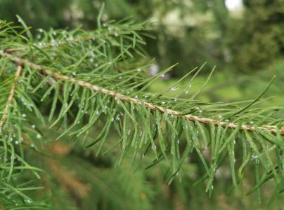 K&ocirc;rovnica duglaskov&aacute;