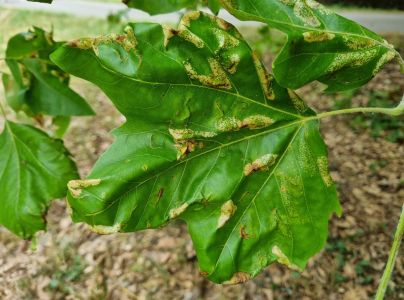 Plosk&aacute;čik platanov&yacute;