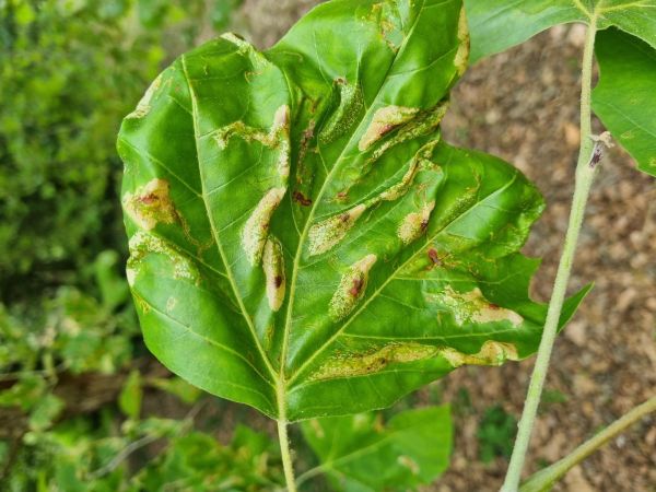 Phyllonorycter platani