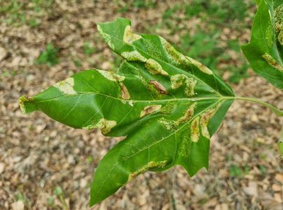 Plosk&aacute;čik platanov&yacute;