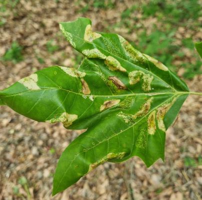 Phyllonorycter platani