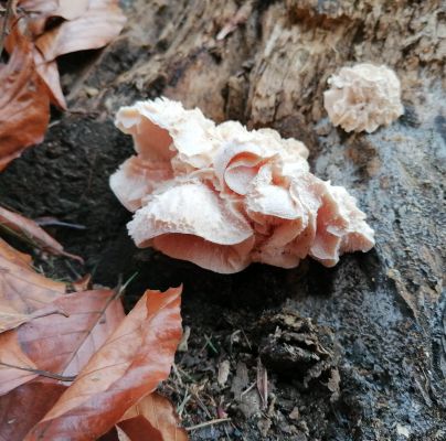 A - nie je v datab&aacute;ze