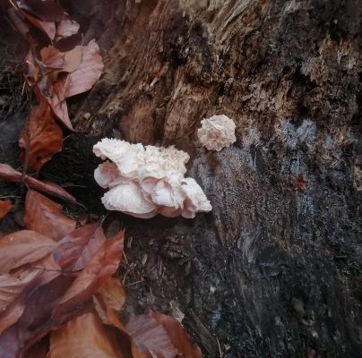 A - nie je v datab&aacute;ze