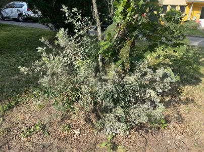 M&uacute;čnatka Palczewskeho