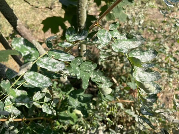 Erysiphe palczewskii 