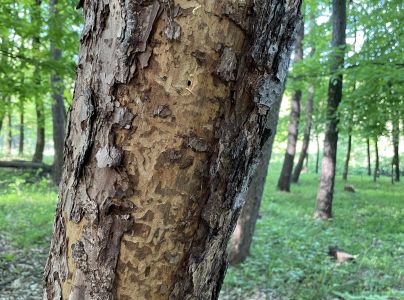 Krasoň modr&yacute;