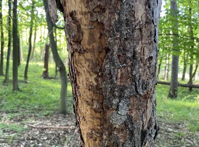 Krasoň modr&yacute;