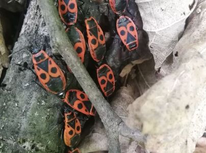 Cifru&scaron;a bezkr&iacute;dla 