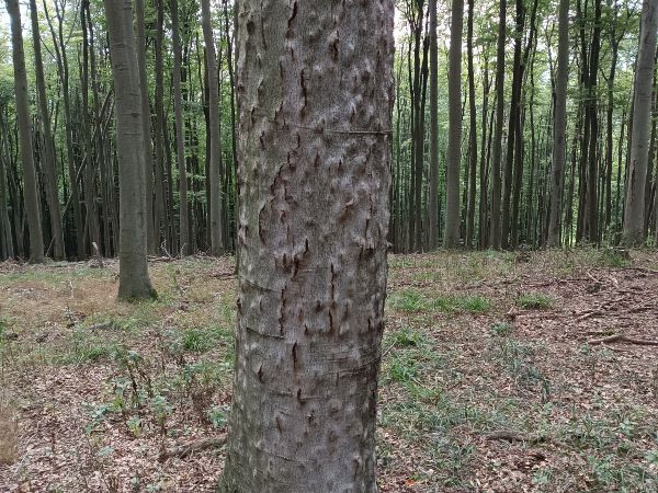 Beech bark beetle