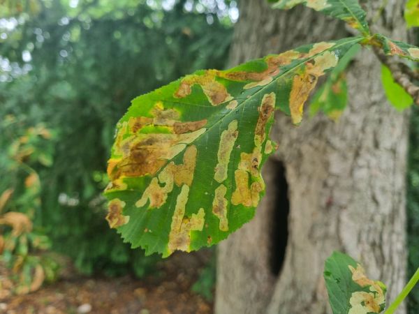 Horse-chestnut leaf miner