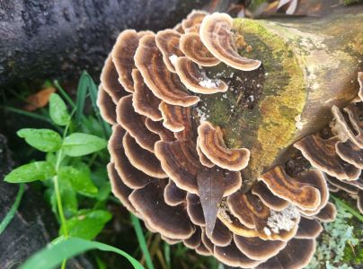 Tr&uacute;dnikovec pestr&yacute;