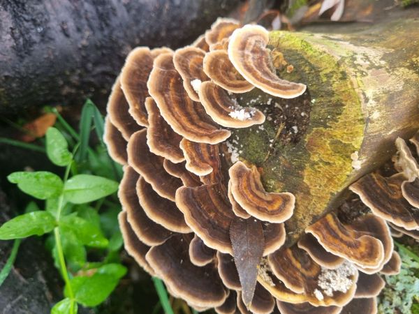 Turkey tail