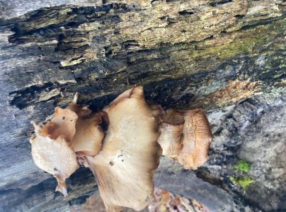 Hliva ustricovit&aacute;