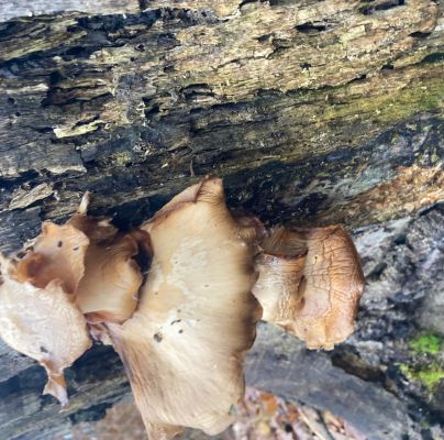 Pleurotus ostreatus 
