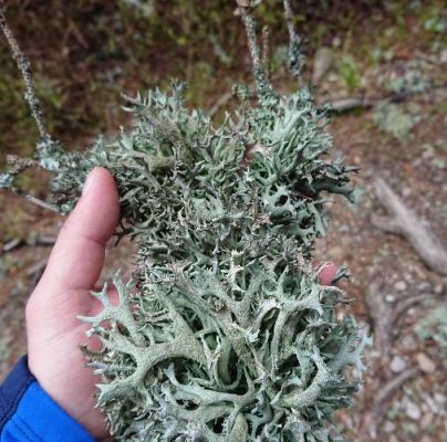 A - nejednoznačne určen&yacute;, nie sme si ist&iacute;