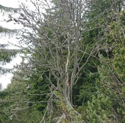 A - nejednoznačne určen&yacute;, nie sme si ist&iacute;