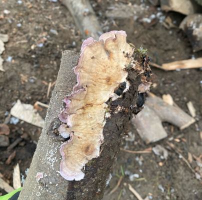 Trichaptum abietinum