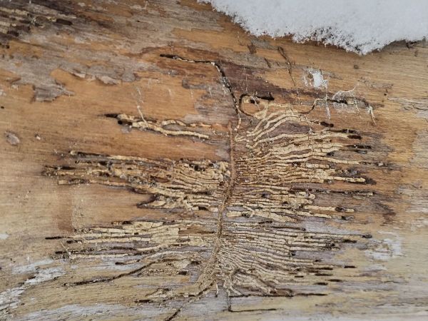 Ash bark beetle
