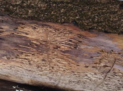 Lykokaz jaseňov&yacute;