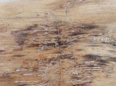 Lykokaz jaseňov&yacute;