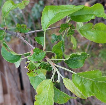 A - nie je v datab&aacute;ze