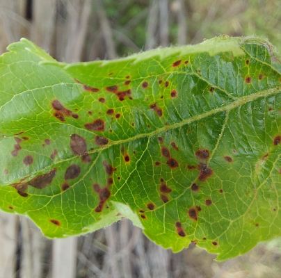 A - nie je v datab&aacute;ze