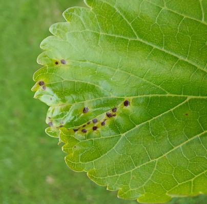 A - nie je v datab&aacute;ze