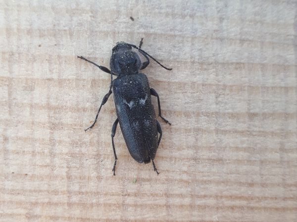 House longhorn beetle
