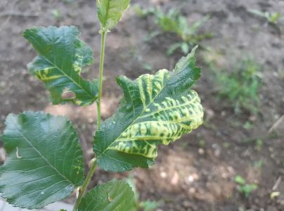 Vlnačka Tetraneura nigriabdominalis