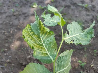 Vlnačka Tetraneura nigriabdominalis